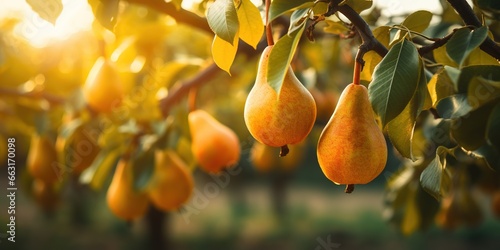 Fruit farm with pears. Branch with natural pears on blurred background of pears orchard in golden hour. Concept organic, local, season fruits and harvesting.