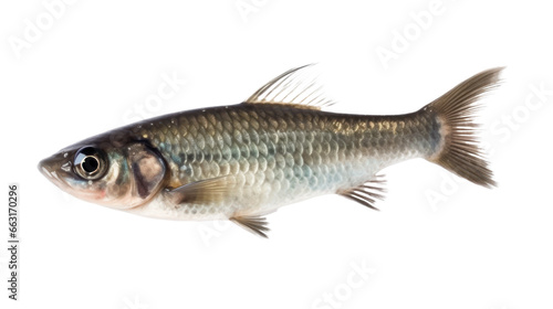 Freshwater Fish isolated on transparent background,transparency 
