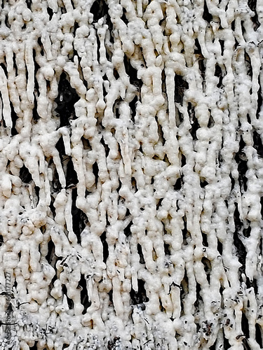 Salt crust on the brushwood bundles of a graduation house