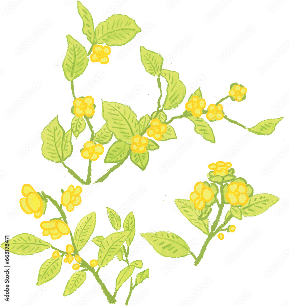 persimmonflower