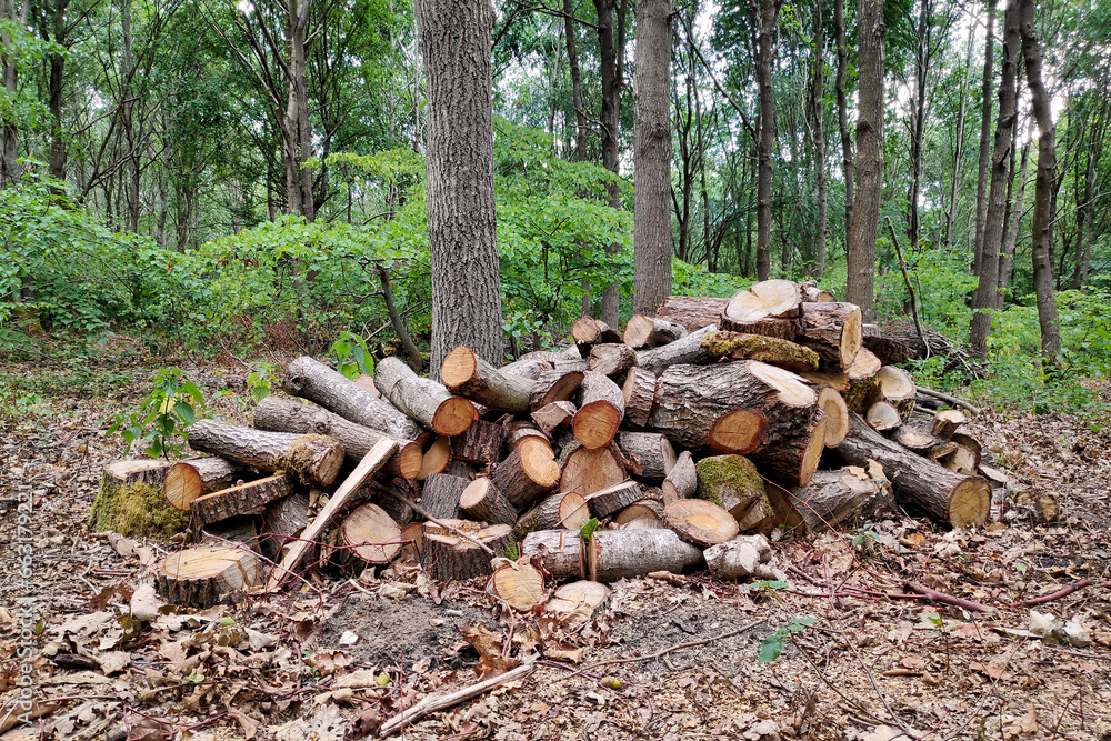 Pile of firewood in the forest Pile of firewood in the forest