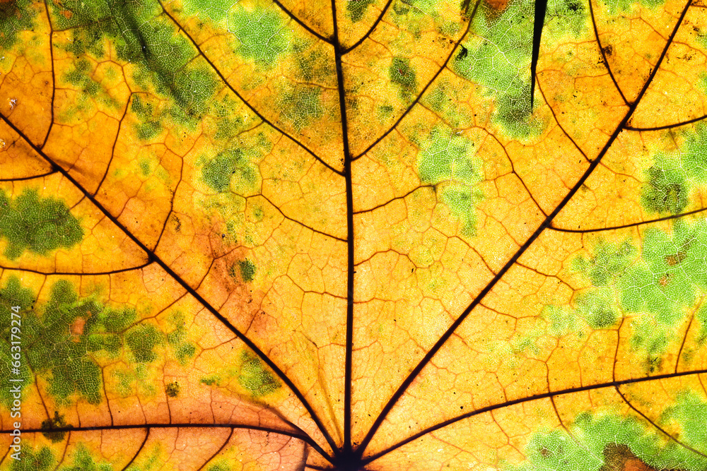 Yellow autumn leaf background. Vibrant golden color natural veins texture. Closeup macro orange fall pattern. Natural autumn season texture. Dry, green and orange leaves. Backlight nature texture.