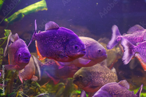 underwater photography of fish Pygocentrus nattereri
