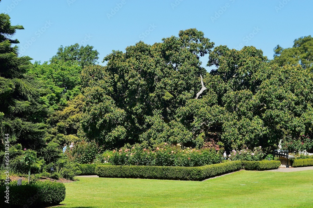 Obraz premium Scenic view of the Royal Botanic Gardens in Sydney, Australia with the lush green trees