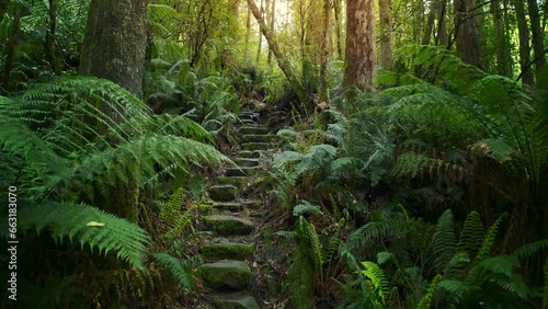 Tasmania Australia forest nature hiking trail path way through jungle photo