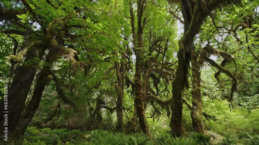 Moss covered trees in rain forest in Olympic National Park, Washington, USA Moss covered trees in rain forest in Olympic National Park, Washington, USA