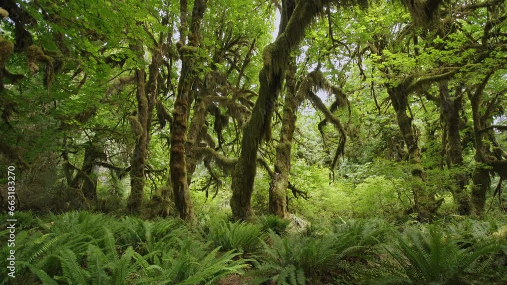 Hall of Mosses Olympic National Park, Maple Trees covered in lush moss Hall of Mosses Olympic National Park, Maple Trees covered in lush moss