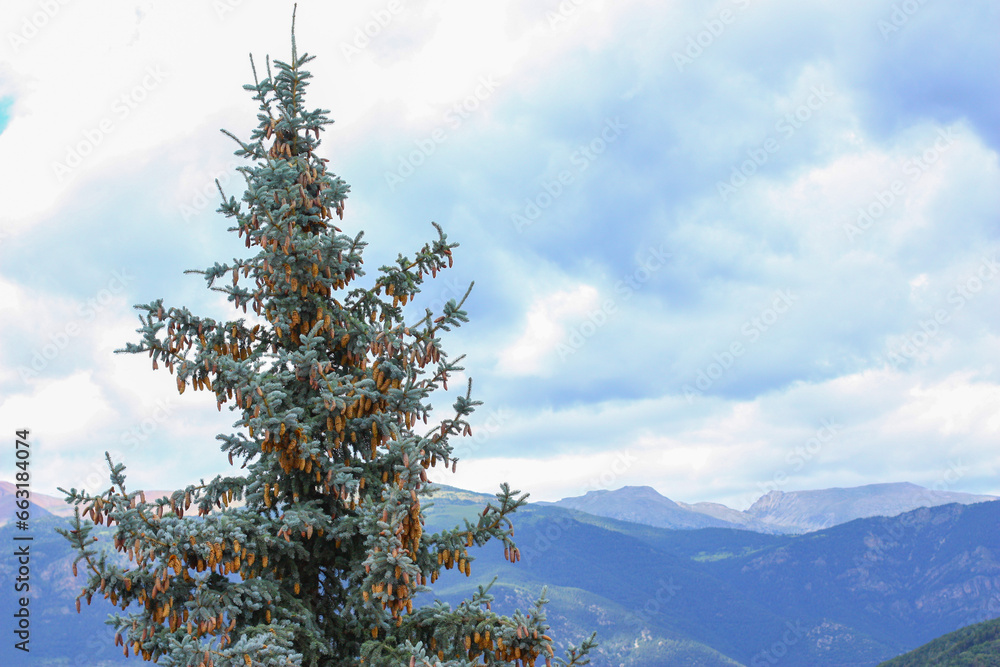 Tall Christmas tree with cones against the background of mountains and sky on a cloudy day. High quality photo Tall Christmas tree with cones against the background of mountains and sky on a cloudy day. High quality photo