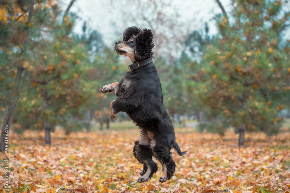 flying dog of the American Cocker Spaniel breed jumping in the afternoon on a walk in the park in autumn