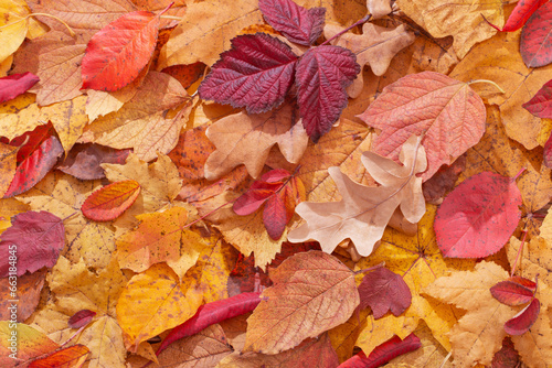 autumn background with colorful autumnal leaves
