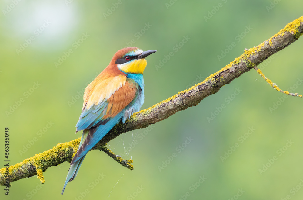 European bee-eater, merops apiaster. Early in the morning, a bird sits on a beautiful branch European bee-eater, merops apiaster. Early in the morning, a bird sits on a beautiful branch
