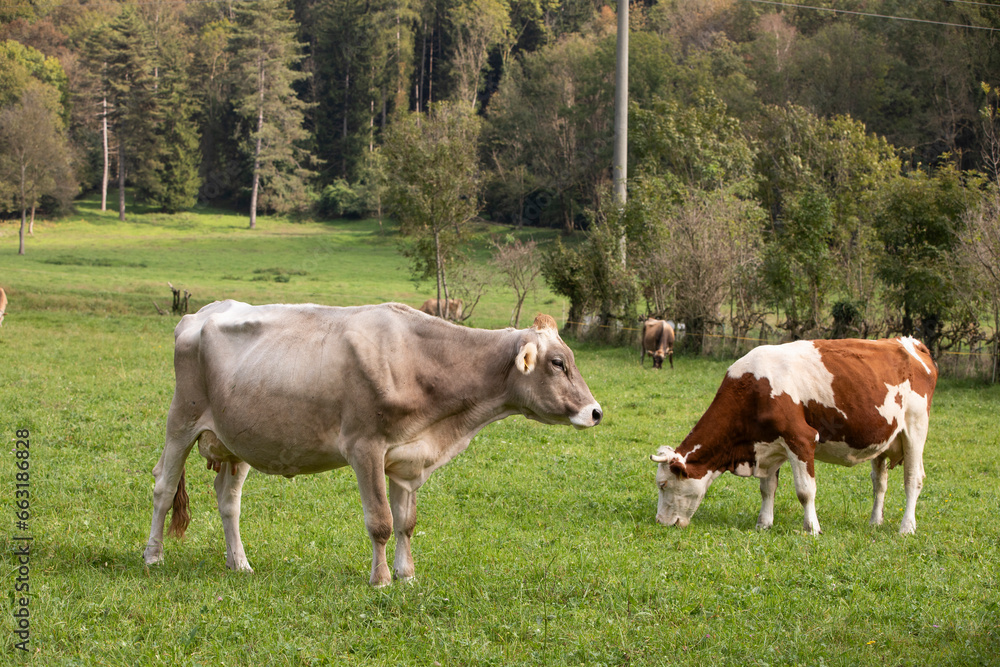Amazing catlle in italian pastures Amazing catlle in italian pastures