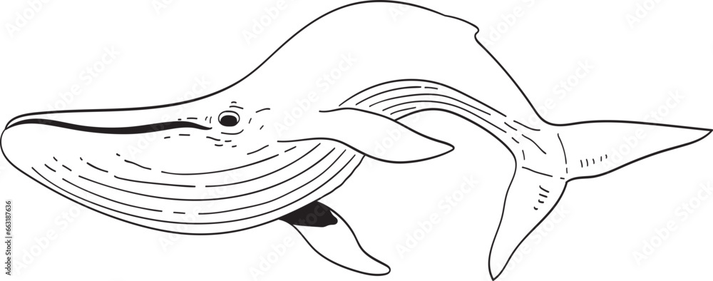 Fototapeta premium whale illustration
