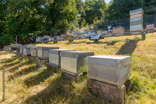 Beehives in the apiary of a small rural organic honey farm © jcasorey