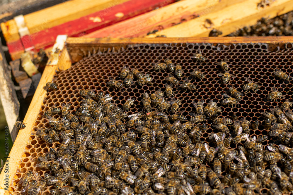 Close-up of a honey comb with the queen bee marked and the other bees around her Close-up of a honey comb with the queen bee marked and the other bees around her