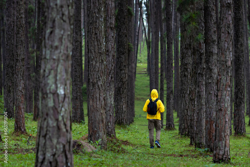 Traveller is trekking through the mountain with pine forest during summer with green grass cover in the lush highland for nature loving and wildlife exploration concept
