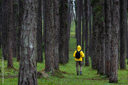 Traveller is trekking through the mountain with pine forest during summer with green grass cover in the lush highland for nature loving and wildlife exploration concept