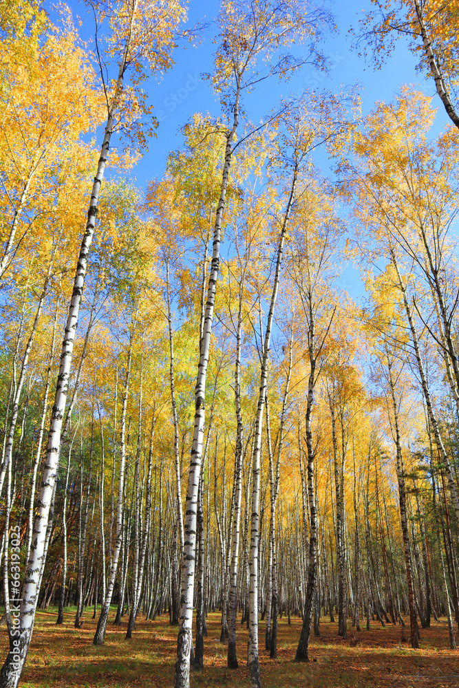 : Birch Grove in autumn forest in sunny day in Nature Park 