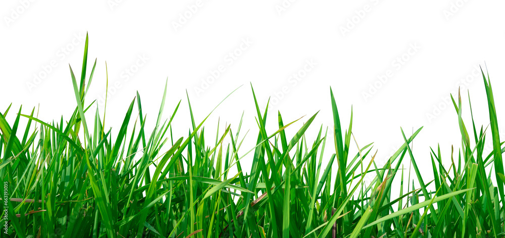Obraz premium natural green grass isolated element