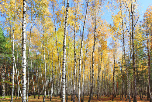 Birch Grove in autumn forest in sunny day in Nature Park "Beremitskoye" in Chernihiv region, Ukraine