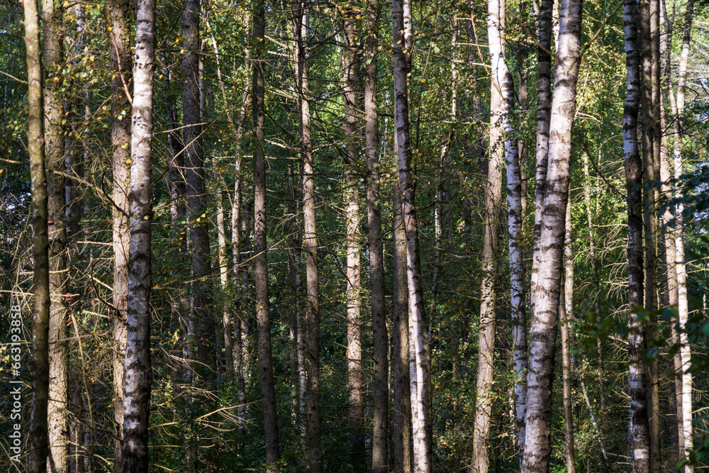 Birch Forest at Saxon Switzerland National Park, or Nationalpark Sächsische Schweiz Birch Forest at Saxon Switzerland National Park, or Nationalpark Sächsische Schweiz