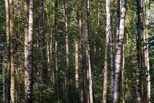Birch Forest at Saxon Switzerland National Park, or Nationalpark Sächsische Schweiz
