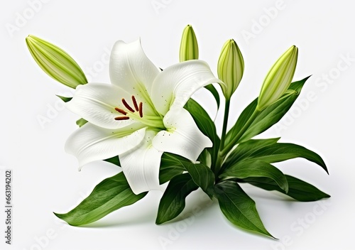 Beautiful fresh lily flower with green leaves, isolated on white background. © FurkanAli
