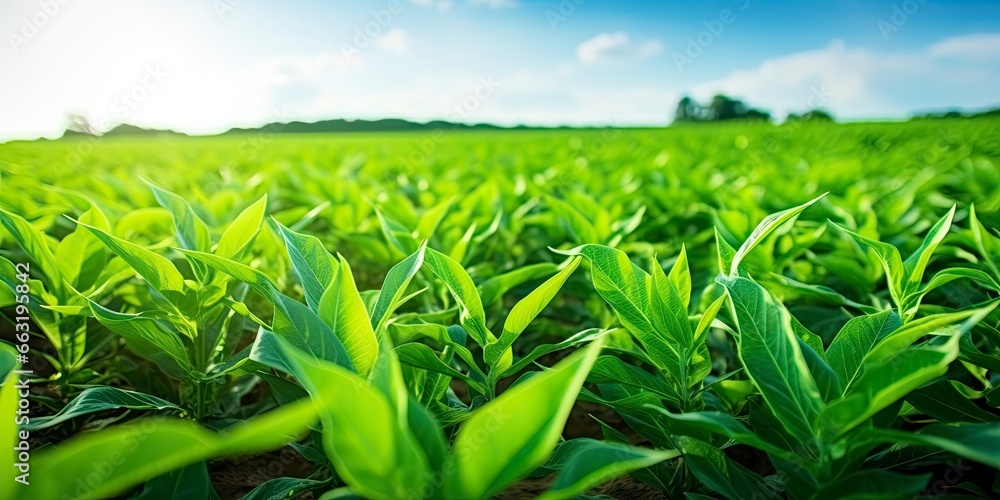 Field of vibrant green biofuel crops. Field of vibrant green biofuel crops.