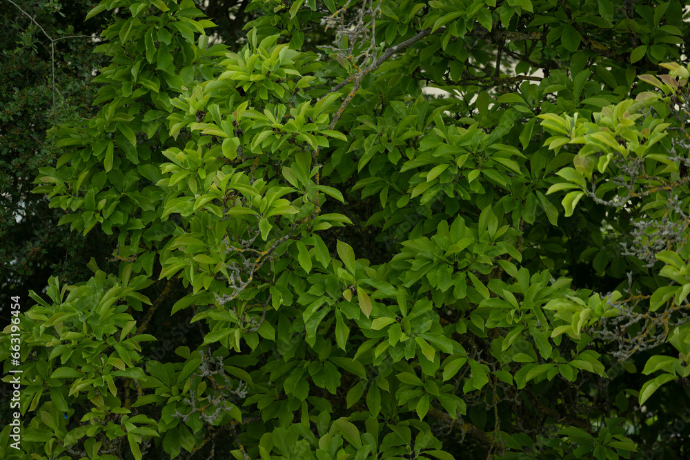 natur grün pflanze natur grün pflanze