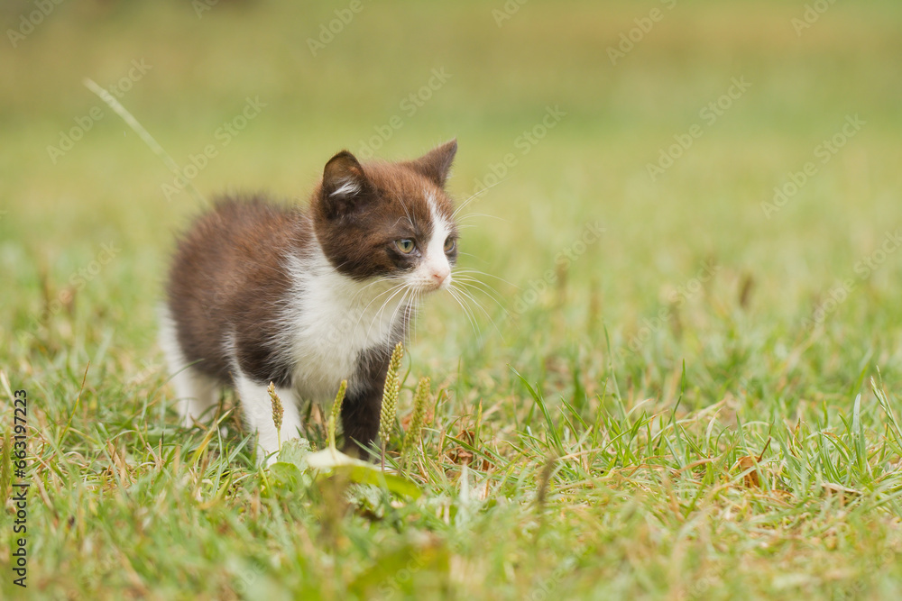 Two months old kitten male exploring world in grass