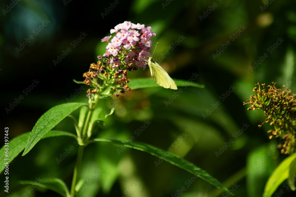 ein Schmetterling auf der Blume