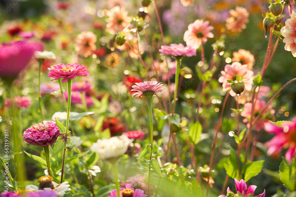 Colorful flowering herb meadow. Field with blossom flowers. Colorful flowering herb meadow. Field with blossom flowers.