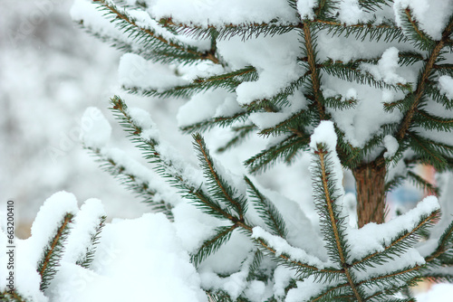 A Christmas trees in winter on nature in the park background