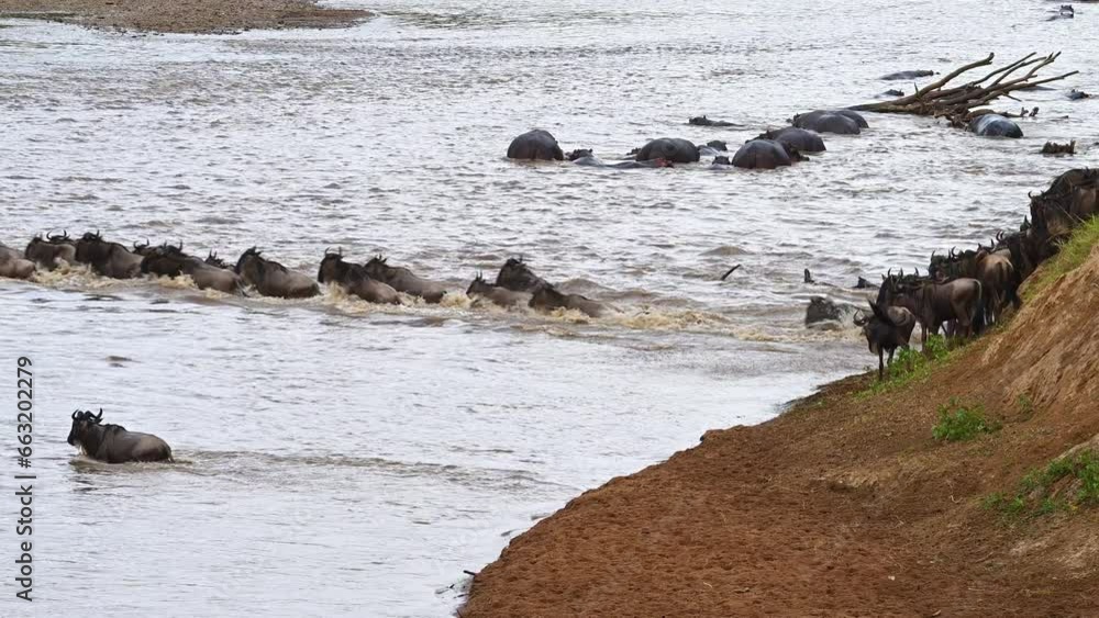 Wildebeest migration across the Mara river in Maasai Mara National Reserve Wildebeest migration across the Mara river in Maasai Mara National Reserve