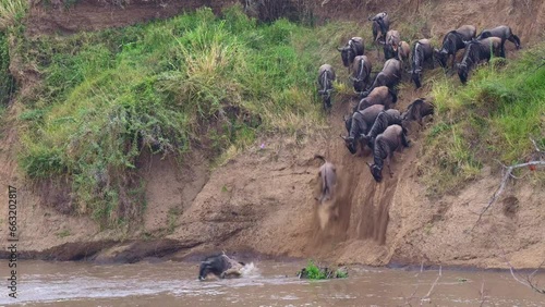 Wildebeest migration across the Mara river in Maasai Mara National Reserve