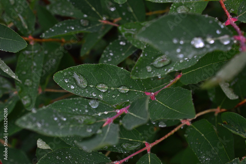 bush with green leaves covered with rain drops wallpaper    © Irina