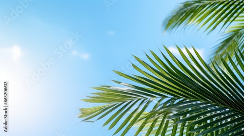 Leaves of palm tree again blue sky background © Sim