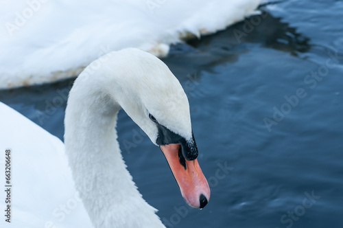 swan on the water