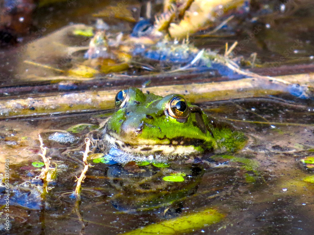 Obraz premium Mysterious Frog World: Macro Photography of Aquatic Nature