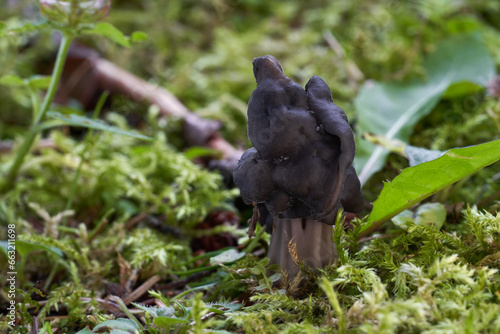 Edible mushroom Helvella lacunosa in the moss. Known as Elfin Saddle. Wild dark mushroom in forest meadow.