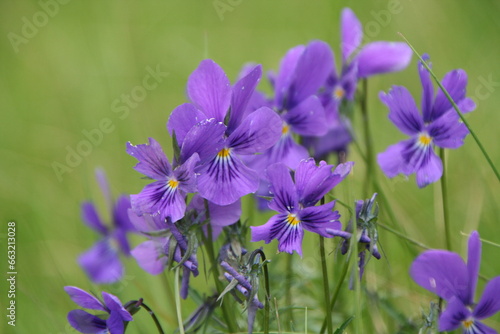 Fototapeta Naklejka Na Ścianę i Meble -  A cluster of delicate purple flowers bloom vibrantly amidst the lush green grass