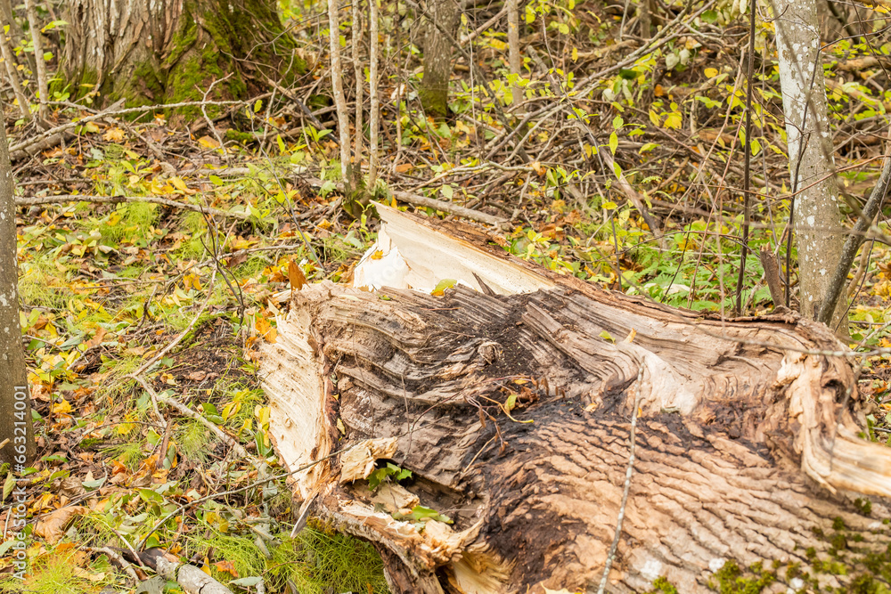 Obraz premium Fallen trees after massive storm