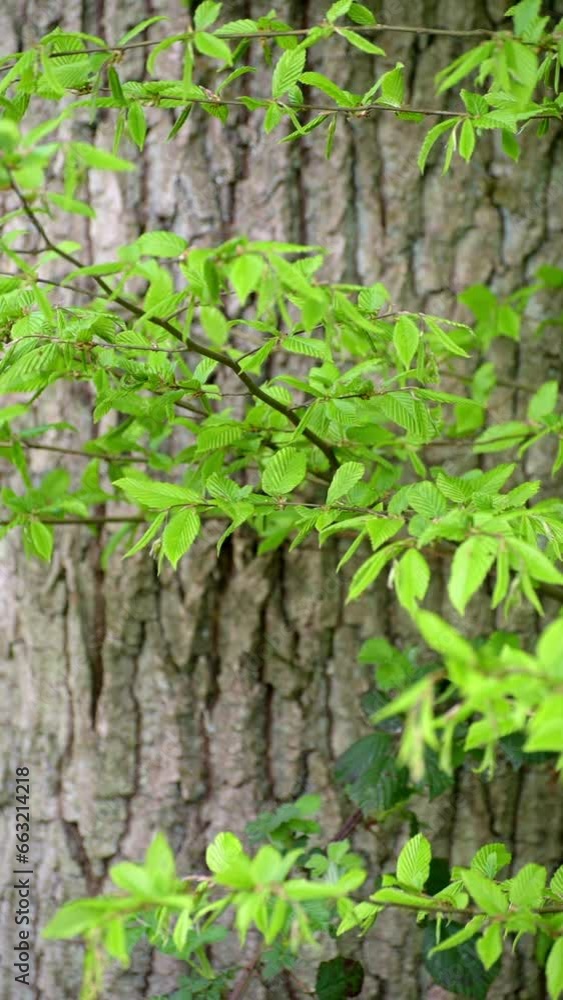 Green leaves moving in the wind in the forest Green leaves moving in the wind in the forest