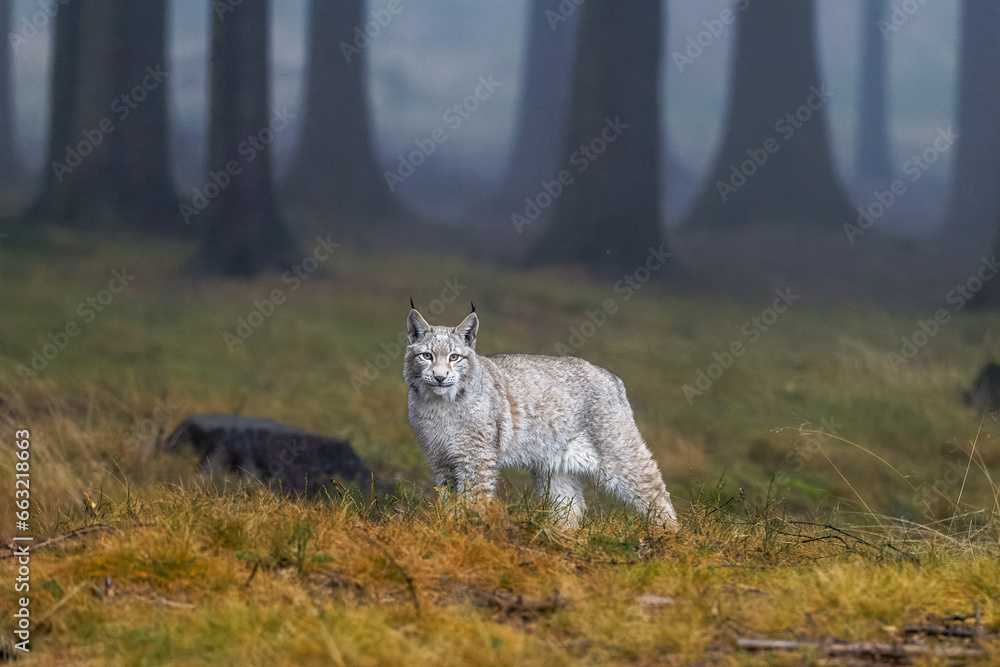 Obraz premium Luchs steht im nebeligen Wald und schaut den Betrachter an