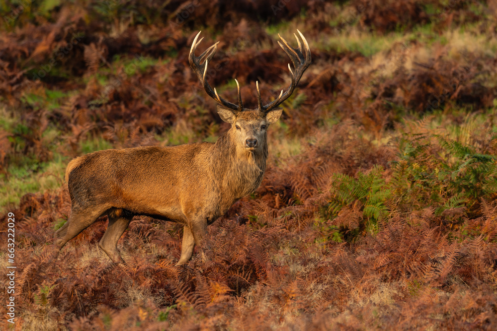 Wild Red Deer (Cervus elaphus) Wild Red Deer (Cervus elaphus)
