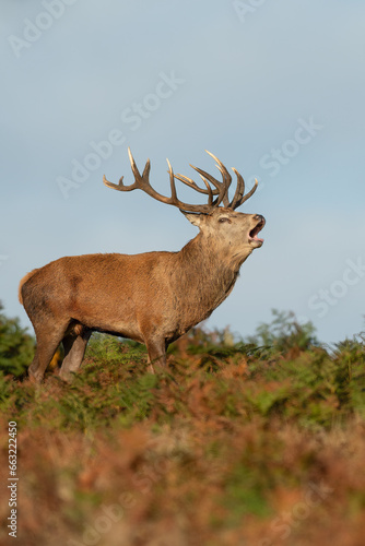 Wild Red Deer  Cervus elaphus 