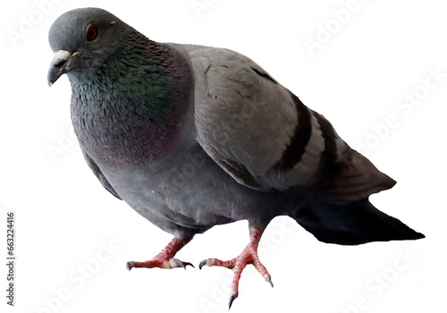 pigeon isolated on white