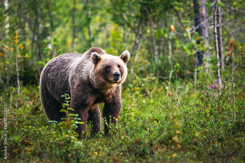 Fototapeta premium brown bear in the forest