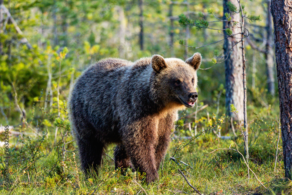 Fototapeta premium brown bear in the forest