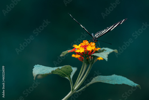 Papillon (Grand porte-queue ou Papilio cresphontes) avec des fleurs (lantana)